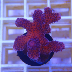 OGA Pink Stylophora Coral
