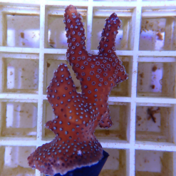 OGA Stellar Stylophora Coral