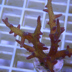 OGA Bird of Paradise Coral