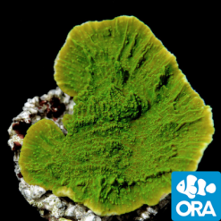ORA Green Capricornis Coral