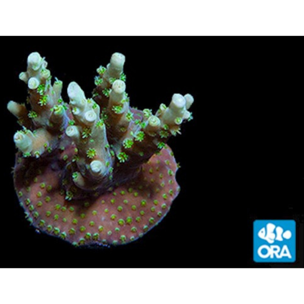 ORA Aussie Orchid Berry Acropora Coral - Oceans Garden Aquaculture