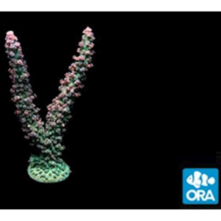 ORA Red Tip Green Stag Acropora Coral