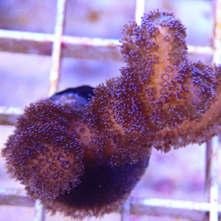 OGA Purple Stylophora Coral
