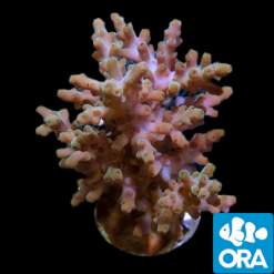 ORA Rosaria Acropora Coral