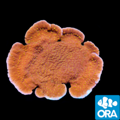 ORA Sunburst Capricornis Coral
