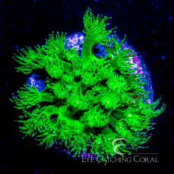 ECC Freak Out Short Polyp Goniopora Frag