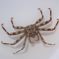 Sally Lightfoot Crab
