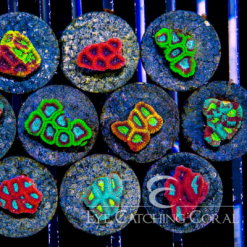 ECC Micro Favia