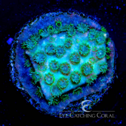 ECC Mountain Blast Cyphastrea