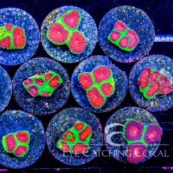 ECC Watermelon Favia