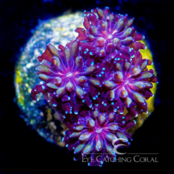 ECC Yellow Passion Galaxea