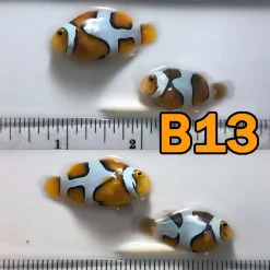 Proaquatix Stubby Premium Picasso Pair