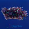 OGA Metallic Green Galaxea Coral - Limit 1 Special