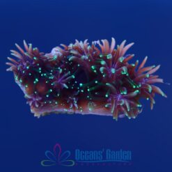 OGA Metallic Green Galaxea Coral - Limit 1 Special