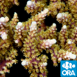 ORA Plasma Staghorn Acropora Coral