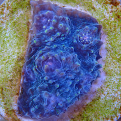 OGA Stardust Chalice Coral