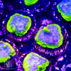 ACI Grape Ape Psammacora