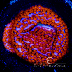 ECC Superman Montipora