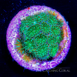 ECC Tidal Passage Leptastrea