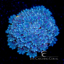 ECC Blue Snowflake Polyp