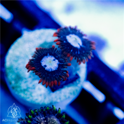 ACI Fire and Ice Zoanthid