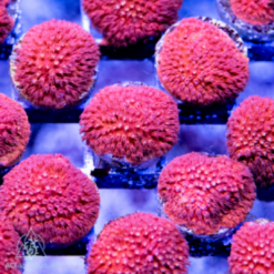 ACI Fireball Stylocoeniella
