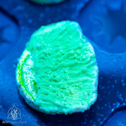 ACI Green Cap Montipora