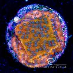 ECC Melonberry Montipora Coral