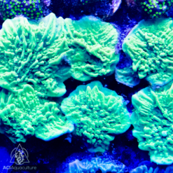 ACI Neon Green Cap Montipora