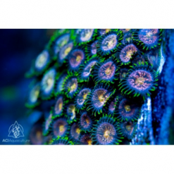 ACI Nirvana Zoanthid