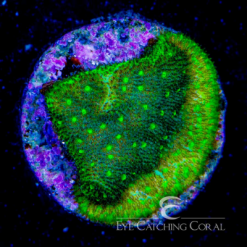 ECC Phytofusion Psammocora