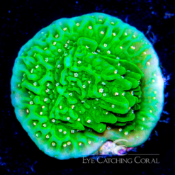 ECC Pink Polyp Green Montipora