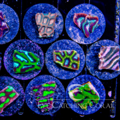 ECC Platygyra Frag