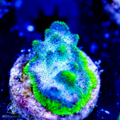 ACI Poison Berry Psammacora