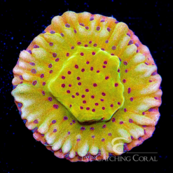 ECC Slow Burn Montipora