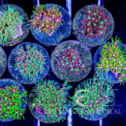 ECC Green Star Polyp Frag