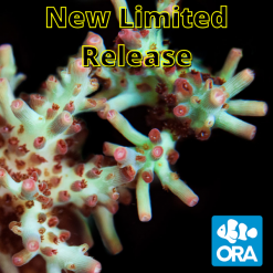 ORA Shortcake Acropora