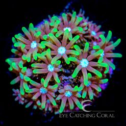 ECC Kaleidoscope Star Polyp Frag