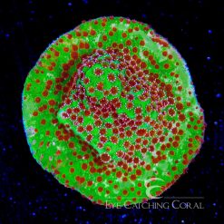 ECC Mystic Christmas Montipora
