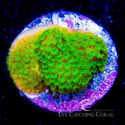 ECC Neon Green Montipora Digitata
