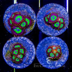 ECC Raven's Eye Zoanthid