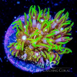 ECC Starfire Star Polyp Frag