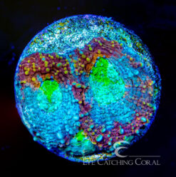 ECC Double Trouble Echinata Coral