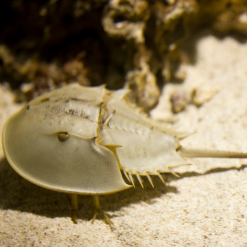 Horseshoe Crab