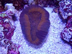OGA Dark Matter Lobophyllia