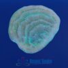 OGA Green Elephant Ear Montipora - Limit 1 Special