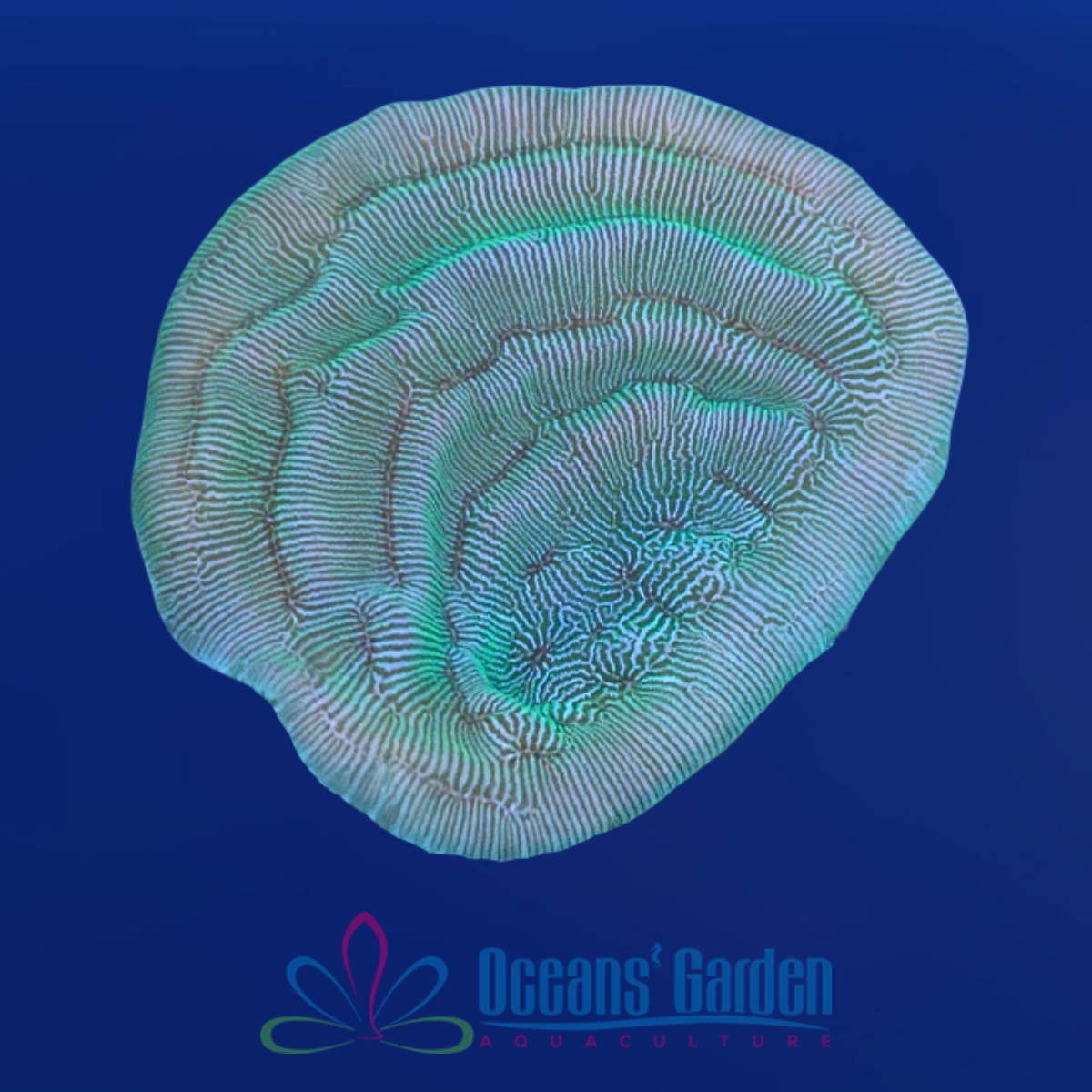 OGA Green Elephant Ear Montipora - Limit 1 Special