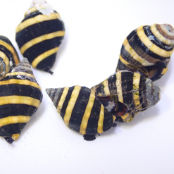 Bumble Bee Snail