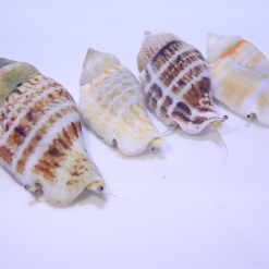 Fighting Conch - Central Pacific