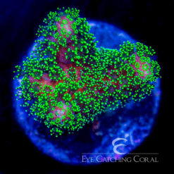 ECC Green Stylophora